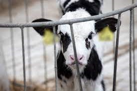veau en cage