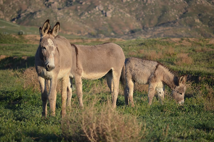 vegetarien-wild-burro