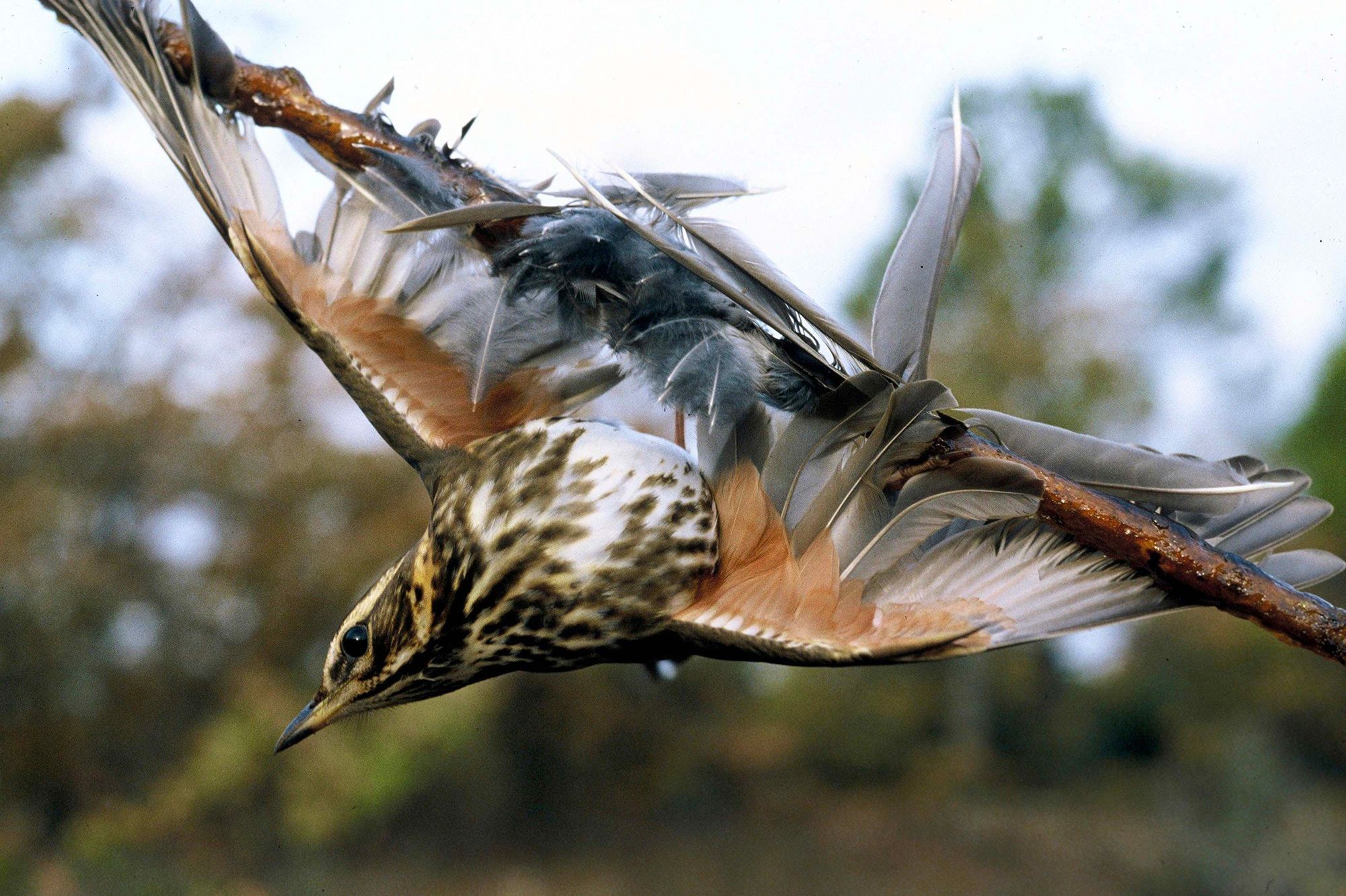 Chasse-a-la-glu-