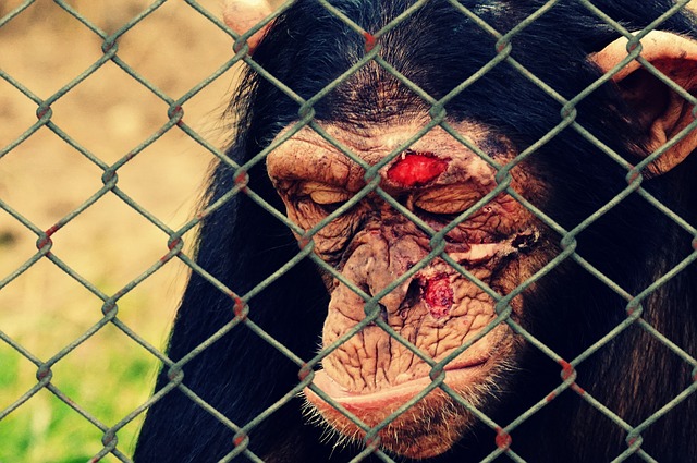 animal-welfare-gbffb5146b_640