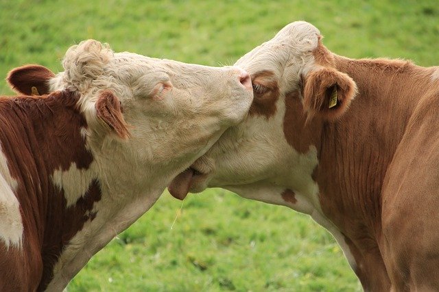 cattle-g6583bc823_640