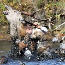 chasse à courre
