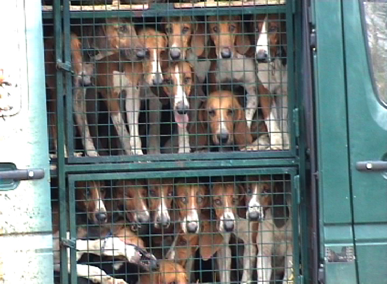 chiens chasse à courre