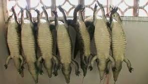 croco