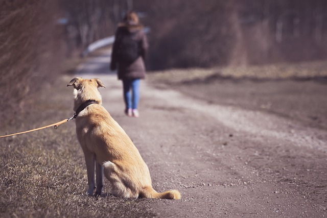 dog-g5a49558c4_640