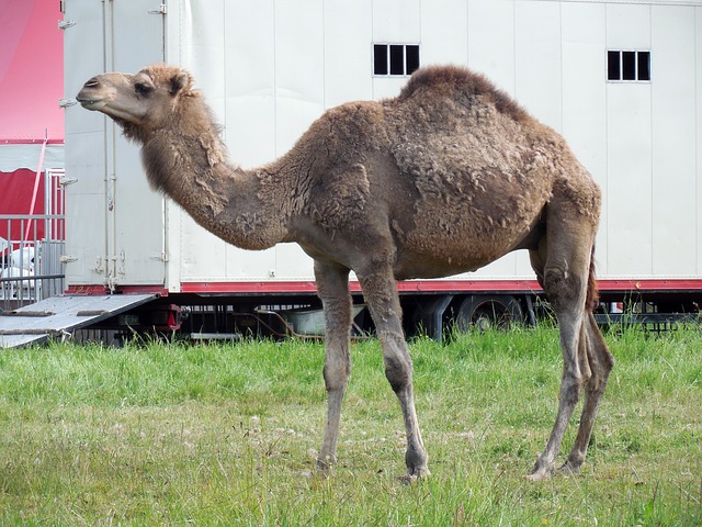 dromedary-g74f38ff25_640
