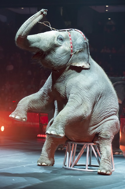 elephant-gd5a60ea6f_640