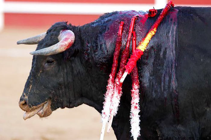 fondation-brigitte-bardot-interdiction-corrida