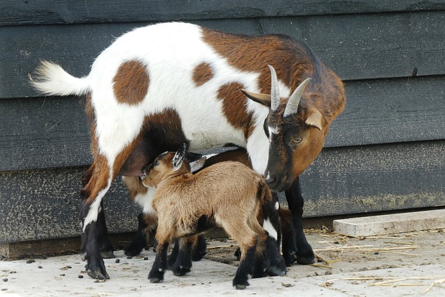 goat-with-kids-g8d6f0f281_640