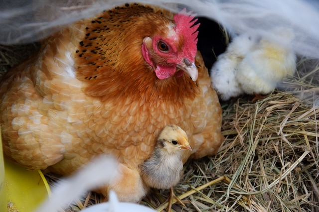 hen-gc55cd36f2_640