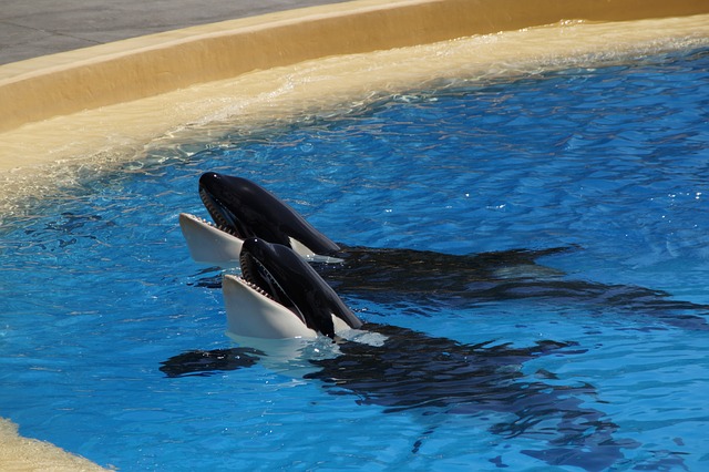 orca-g6e609ea35_640