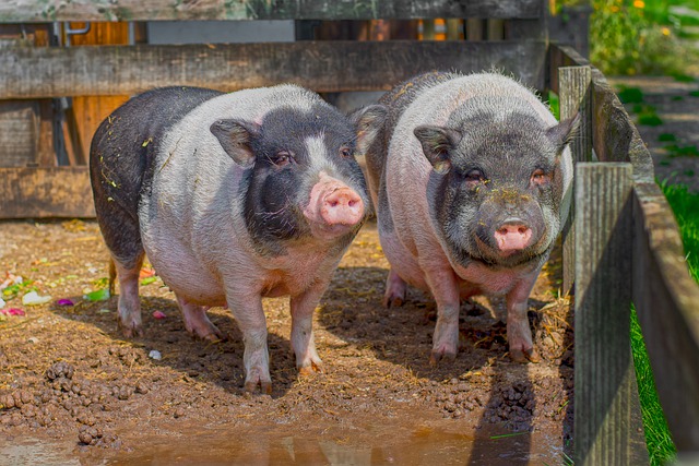 pig-gb1089dd45_640