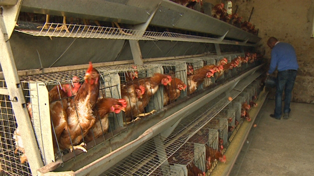poule cage
