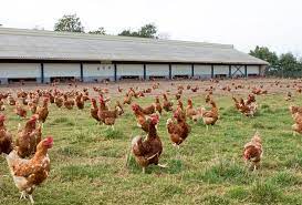poules plein air