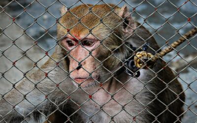 – La maltraitance animale –