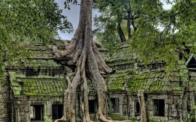– L’atmosphère unique du temple de Ta Prohm –